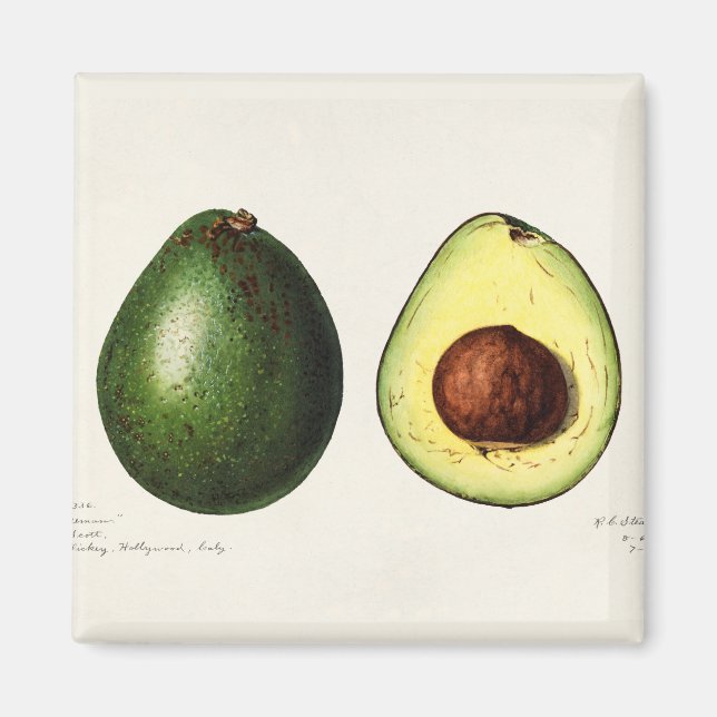 Avocado Magnet (Vorne)