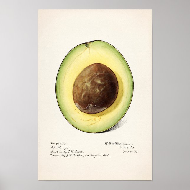 Avocado (Permea) Fruchtfarben-Lackierplakat Poster (Vorne)