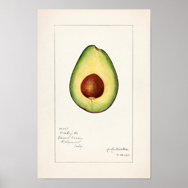 Avocado (Permea) Fruchtfarben Poster (Vorne)