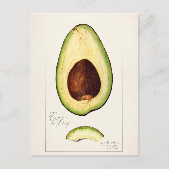 Avocado (Permea) Fruchtfarben Postkarte (Vorderseite)