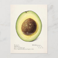 Avocado (Permea) Fruchtfarben