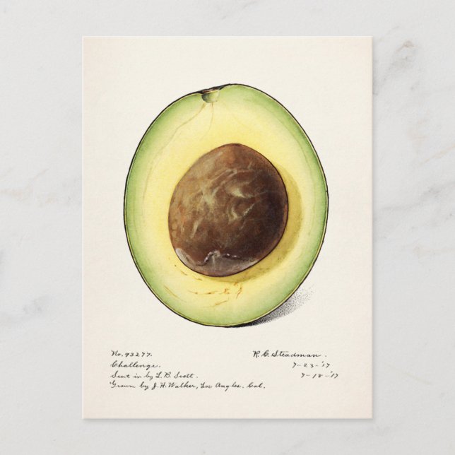 Avocado (Permea) Fruchtfarben Postkarte (Vorderseite)