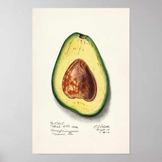 Avocado (Persa) Fruchtfarben Poster (Vorne)