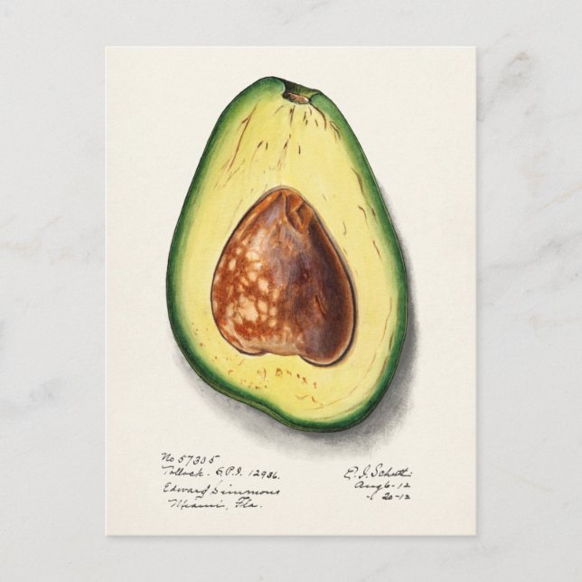 Avocado (Persa) Fruchtfarben Postkarte (Vorderseite)