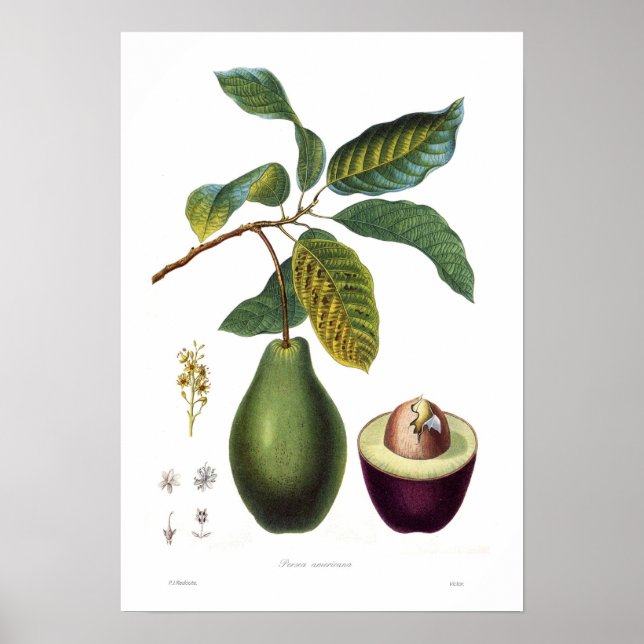 Avocado (Persea americana) Poster (Vorne)