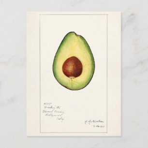 Avocado (Persea) Frucht Aquarellmalerei Postkarte