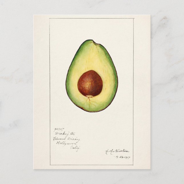 Avocado (Persea) Frucht Aquarellmalerei Postkarte (Vorderseite)