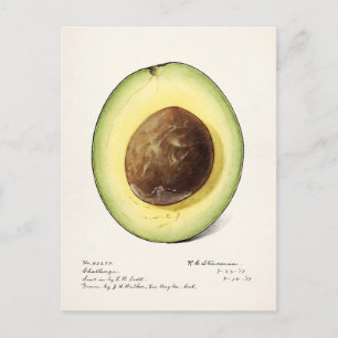 Avocado (Persea) Frucht Aquarellmalerei Postkarte