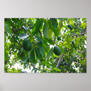 Avocado Tree in einem Obstgarten auf der Insel Haw Poster