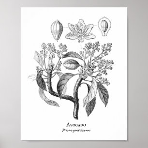Avocado Vintag Botanische Illustration Poster