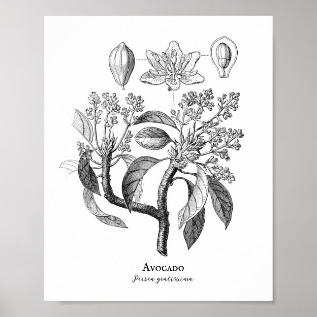 Avocado Vintag Botanische Illustration Poster (Vorne)