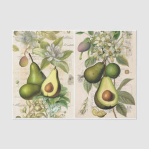 Avocados Seidenpapier