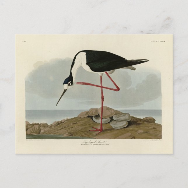 Avocet aus Audubons Vögeln von Amerika Postkarte (Vorderseite)