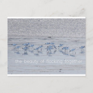 Avocet Beauty Feiertagspostkarte