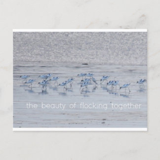 Avocet Beauty Feiertagspostkarte