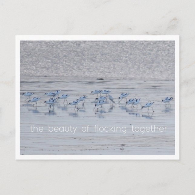 Avocet Beauty Feiertagspostkarte (Vorderseite)