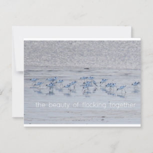 Avocet Beauty Postkarte