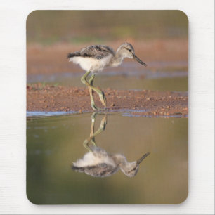 Avocet-Küken Mousepad