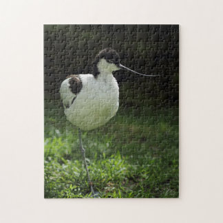 Avocet Puzzle