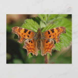 Avon gorge Commodschmetterling Postkarte