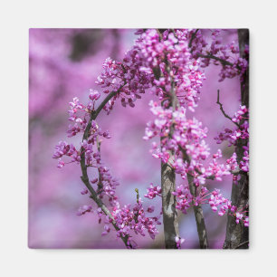 Avondale Redbud Art Magnet
