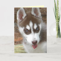 AW-Sibirische Husky-Geburtstagskarte