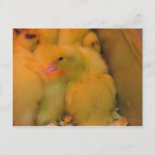 Awakned Duckling Postkarte
