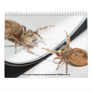 Awwsomest Jumping Spiders Kalender