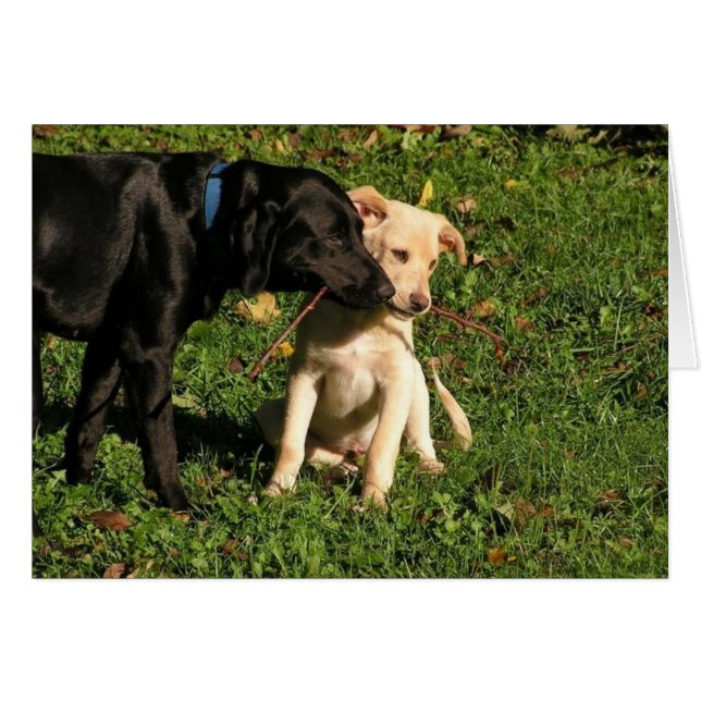 Awww… muss ich teilen? (Vorderseite (Horizontal))