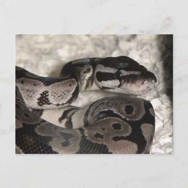 Axanthic Ball Python PostCard Postkarte (Vorderseite)