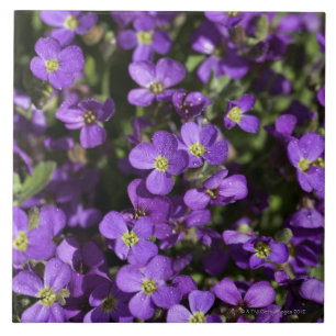 "Axcent Flieder" (Aubrieta Kreuzung) Fliese