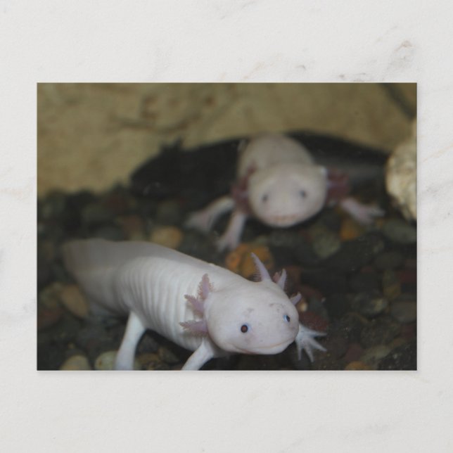 Axolotl # 2 postkarte (Vorderseite)