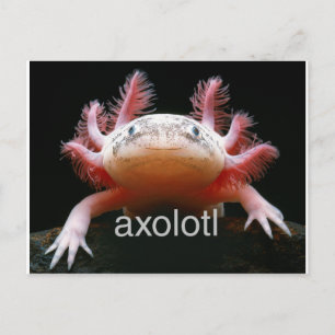 Axolotl Axolotl Axolotl Axolotl Postkarte