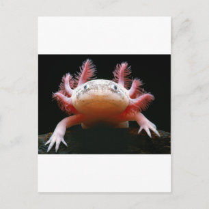 Axolotl Axolotl.png Postkarte