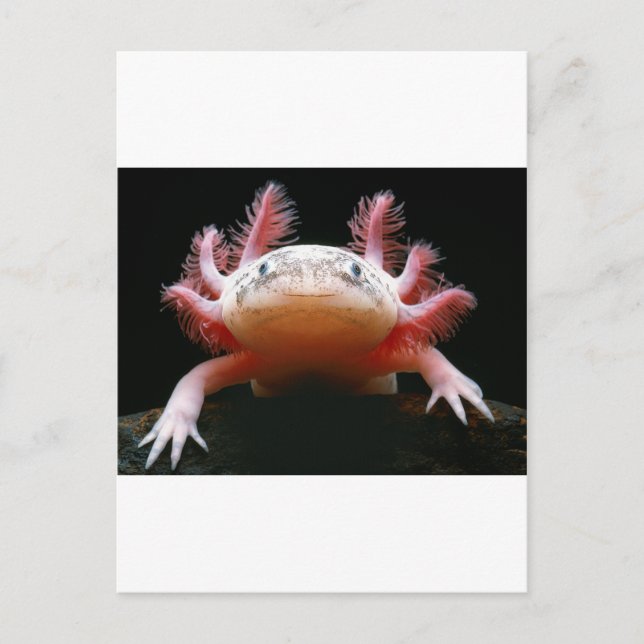 Axolotl Axolotl.png Postkarte (Vorderseite)