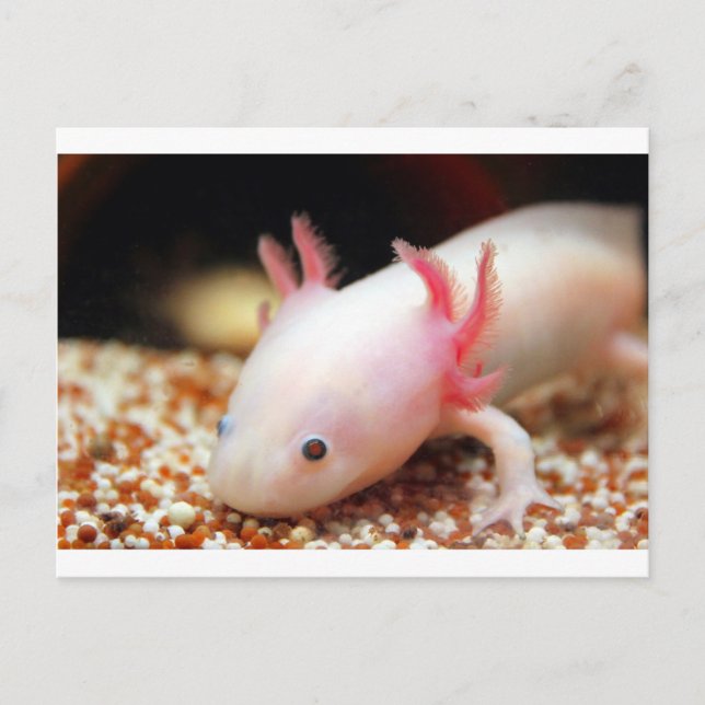 Axolotl Weißling Postkarte (Vorderseite)