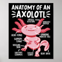Axolotls Anatomie eines Axolotl Kawaii