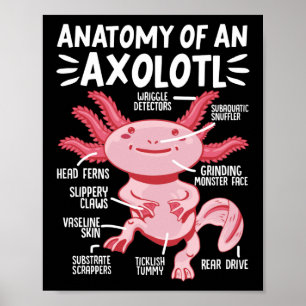 Axolotls Anatomie eines Axolotl Kawaii Poster