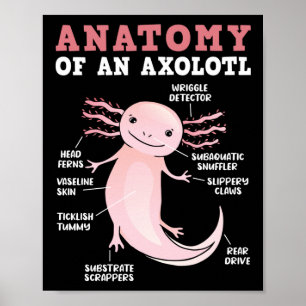 Axolotls Anatomie eines Axolotl Kawaii Poster