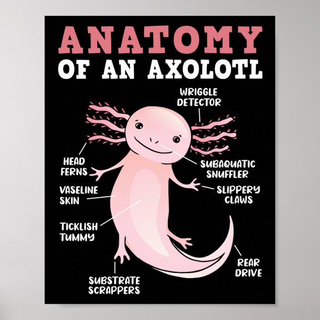 Axolotls Anatomie eines Axolotl Kawaii Poster (Vorne)