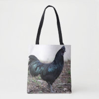 Ayam Cemani Hahn-Schwarz-Huhn-Hahn