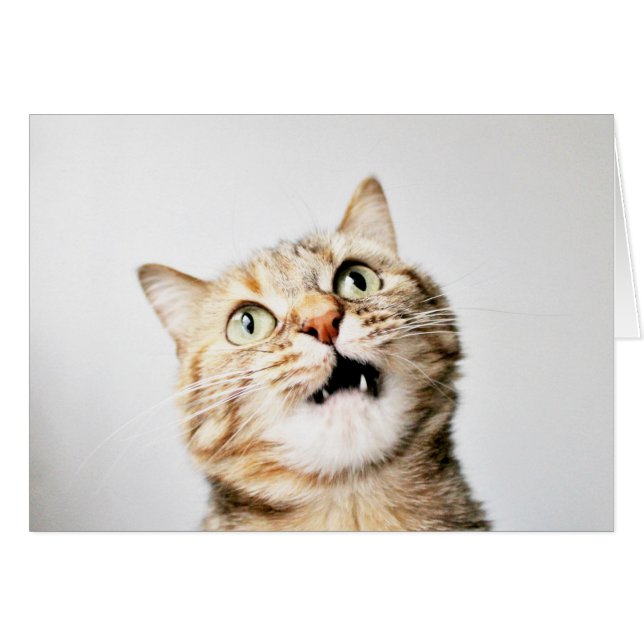 Aye Aye Cap`n (Vorderseite (Horizontal))