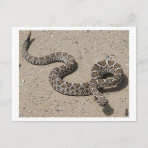 AZ Black Rattlesnake (Klicken Sie nicht, wenn sque Postkarte