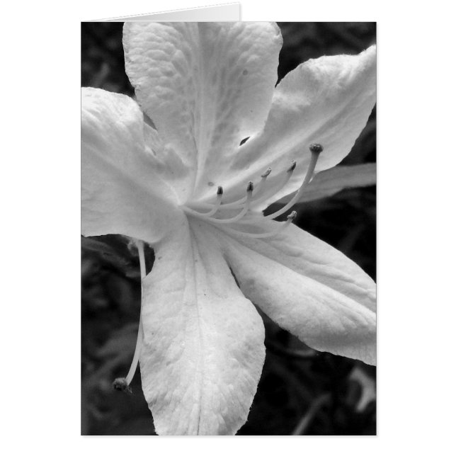 Azalea (Vorne)