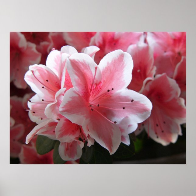 Azalea #3 poster (Vorne)