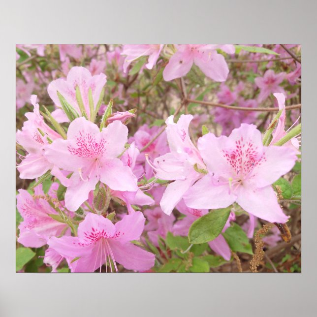 Azalea Bloom Close-Up Photography Poster (Vorne)
