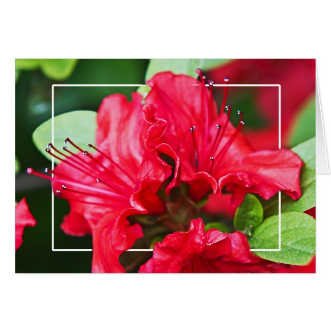 Azalea Blossoms (Vorderseite (Horizontal))