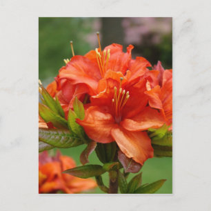 AZALEA BLUME 14 Orange Azaleas Karten Geschenke Ta