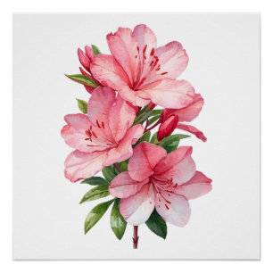 Azalea Blume Aquarellmalerei Poster