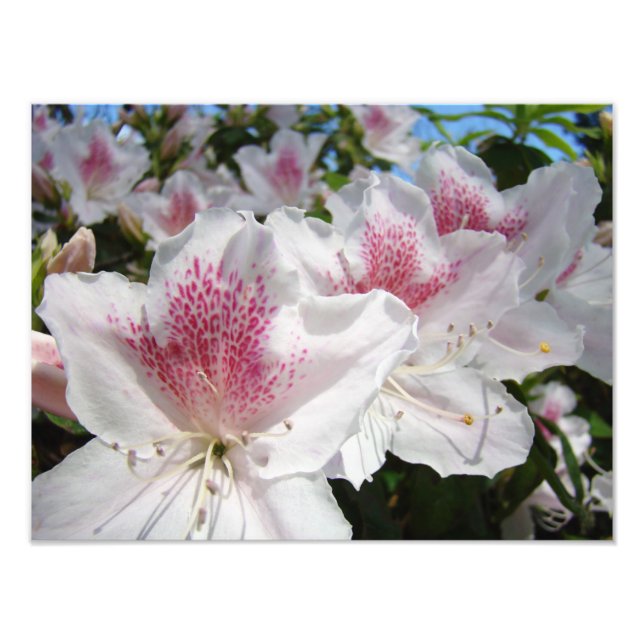 Azalea Blume Gartenfotografie Florals Fotodruck (Vorne)